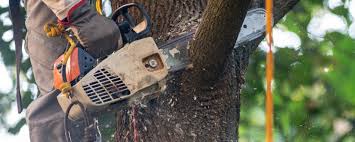 How Our Tree Care Process Works  in  South Jordan, UT