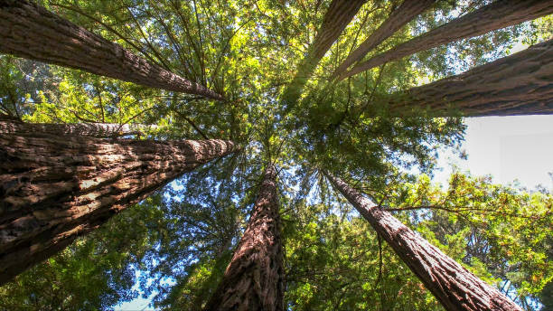 South Jordan, UT Tree Removal Company